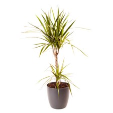 RD Dracaena Marginata with Pot