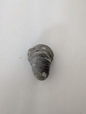 Fossil gryphaea bivalve, "devil's toenail" an iconic fossil from the jurassic