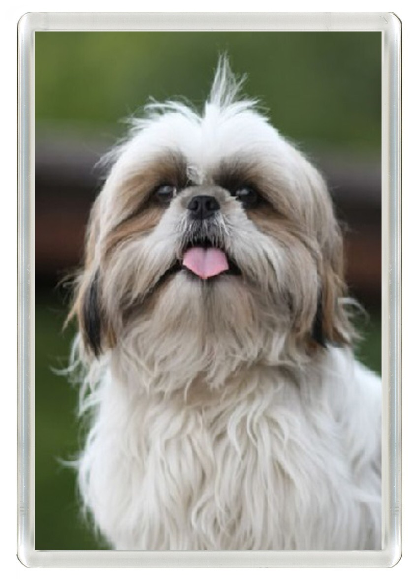 Infratrol Shih Tzu Dog For Sale Near Me European Shih Different