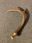 Whitetail deer antlers 9 inches seven points — photo 4