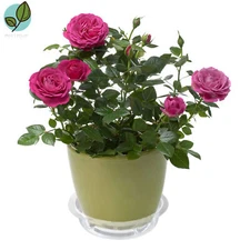 5 Pack 10'' Pot Saucer Transparent Color Drip Tray Plastic Flower Plant Pots