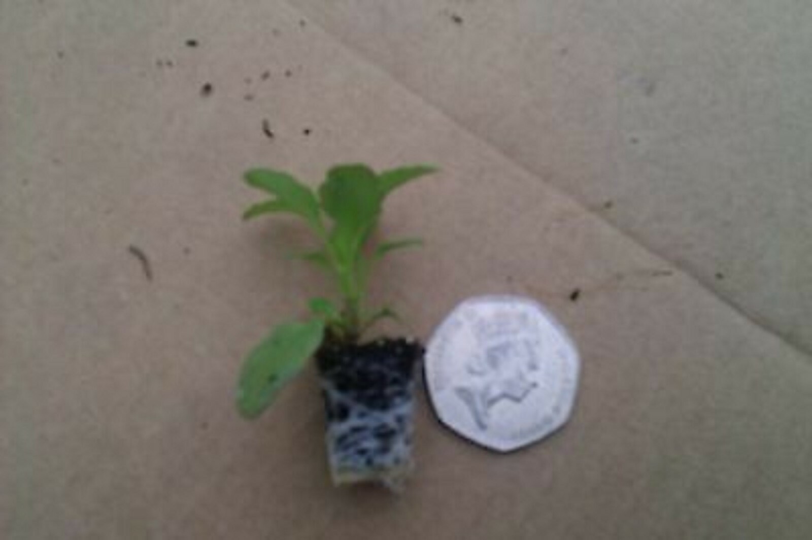 40 Winter Flowering Pansy Radiance Pink Hanging Basket Bedding Plug