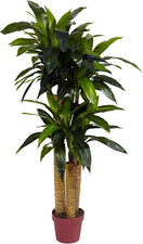 Real Touch 4Ft Corn Stalk Dracaena Silk Plant - Lifelike Home Decor