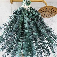 Dried Eucalyptus For Shower Hanging Artificial Plants Preserved Eucalyptus Stems