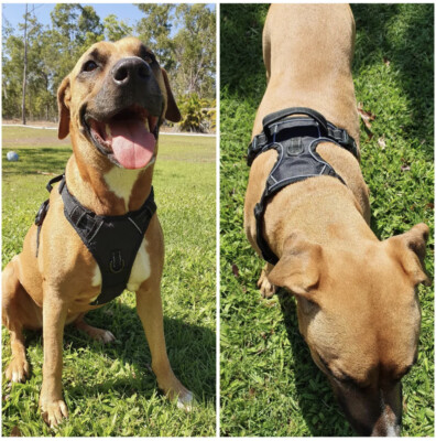 Hundegeschirr Mit Reflektorstreifen - Atmungsaktiv, Verstellbar & Anti-Zieh-Funktion Für Große Hunde (Größe XL)