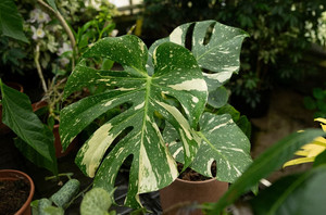 Monstera Thai Constellation | eBay