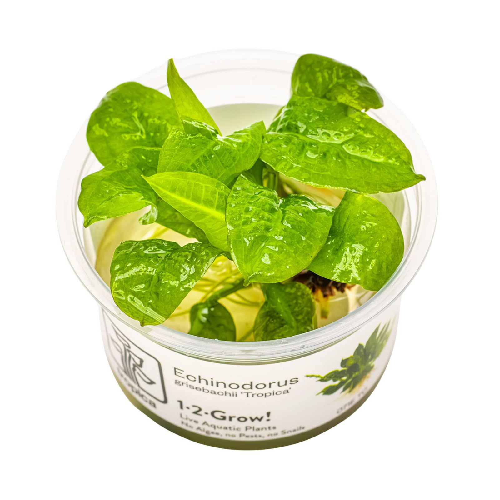 Tropica Echinodorus grisebachii Tropica 1-2-GROW
