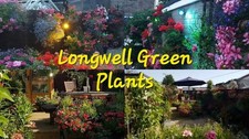 HANGING BASKET PLANTS | 24x Mixed Plug Plants | PRE ORDER | FREE P&P