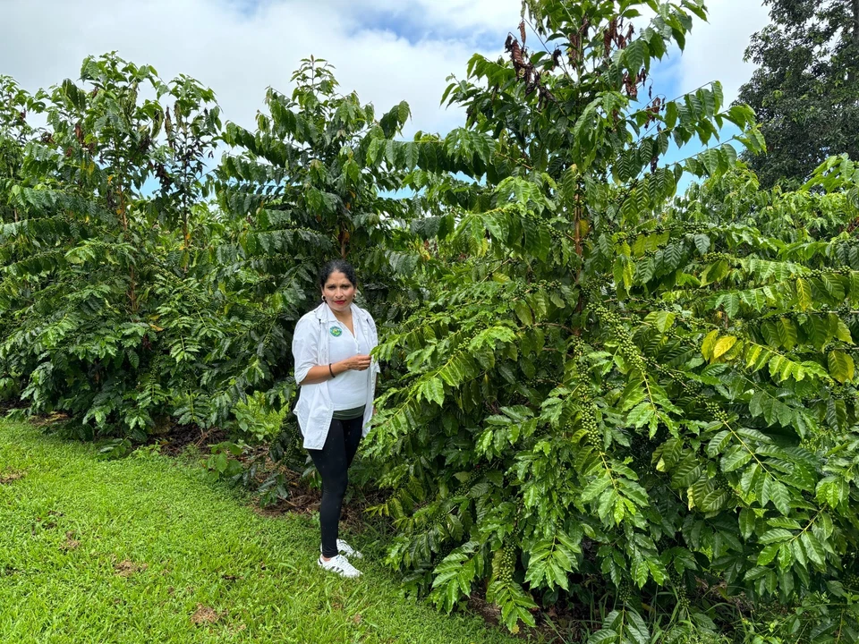 100% KONA ГАВАЙСКИЙ КОФЕ В ЗЕРНАХ PEABERRY СРЕДНЕЙ ОБЖАРКИ 2 / 10 ФУНТОВ 1 ФУНТ МЕШКИ - Изображение 4 из 4