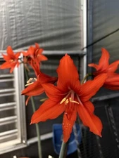 Rare! Hippeastrum multiflorum! Near FS Bulb!
