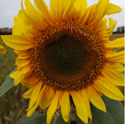SONNENBLUME RIESEN Riesen Gestreifte Sonnenblumenkerne FEINSTE 6-12 Fuß SAMEN UK Hoch