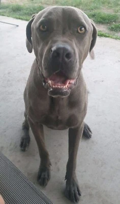 Top Ten Bandogge Mastiff Temperament Top Ten Bandogge Mastiff Temperament