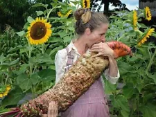 Mammoth Red Mangel Beet Seeds for Planting - 50 Seeds - Big Bodacious Beets