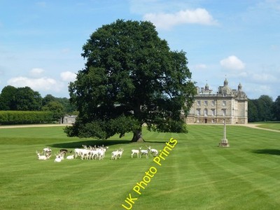 Photo 12x8 White deer near Houghton Hall, Norfolk New Houghton/TF7927  c2016