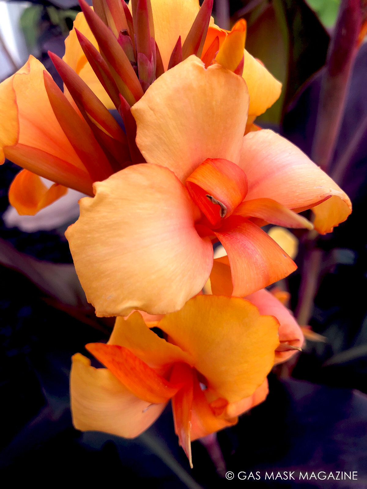Canna Lily Live Plant Rhizome - Gold Orange Pink Blooms  -image