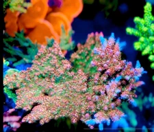 TSA Carolina Reaper- Live Coral Frag SPS/Acropora