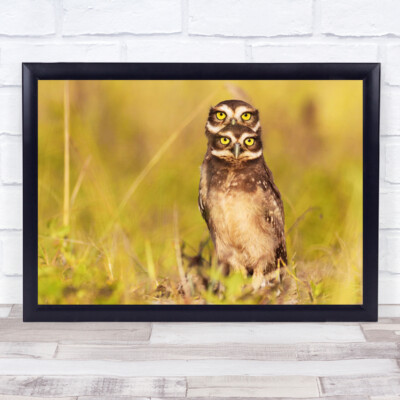 4 Eyes Owls Beach Burrowing Meadow Wall Art Print