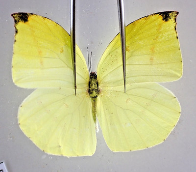 PI5180. Insects, butterflies: Pieridae sp. North Vietnam.