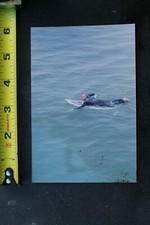 Randy Wright Photography Venice Pier Jaime Perez Dogtown Vintage Surfing PHOTO