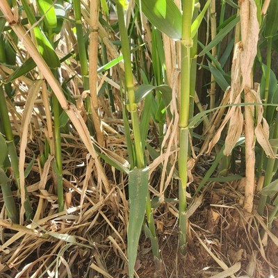 3 Roots Giant ReedGrass, ELEPHANT GRASS,GIANT CANE, ARUNDO DONAX