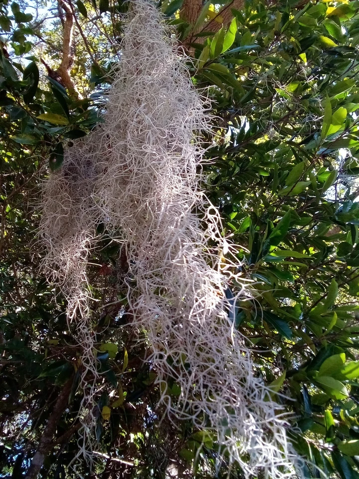 12" Inch Air Plant - Tillandsia usneoides - Spanish Moss - Image 4 of 4