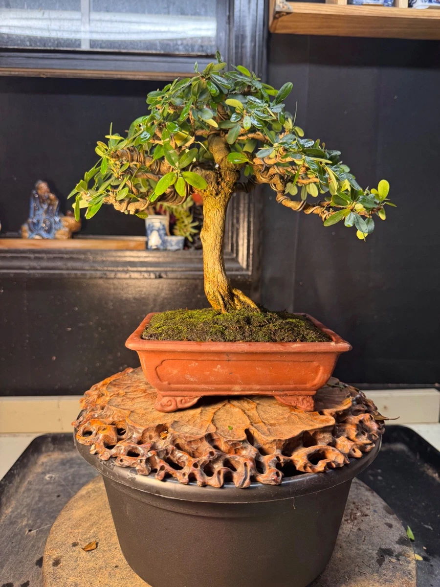 Full Sun Bonsai Heavy Watering Plants & Seedlings for sale | eBay