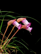Aeginetia indica | Indian Broomrape | Forest Ghost Flower | 100_Seeds