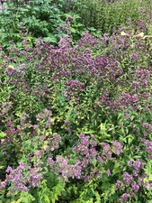 Oregano, bardzo duża roślina, zioła, przyprawy, ogród owady naturalny ogród ORGANICZNY