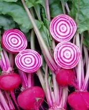 Chioggia Beet Seeds | Heirloom | Organic