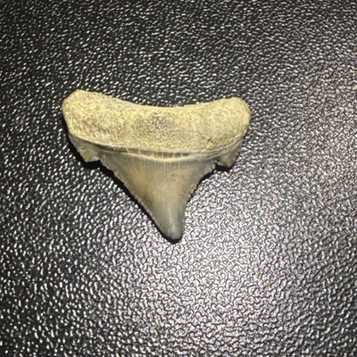 #ad Posterior Agustiden Fossil Shark Tooth Found In Charleston Sc South Carolina $25.00