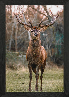 Beautiful Moment Animal Framed Wall Art Poster Canvas Print Picture