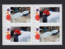SILVER PHEASANT = Bird = Se-te Block = Picture Postage Canada 2015 [p15-12spbl4]