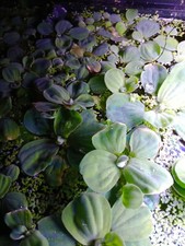 water lettuce plants