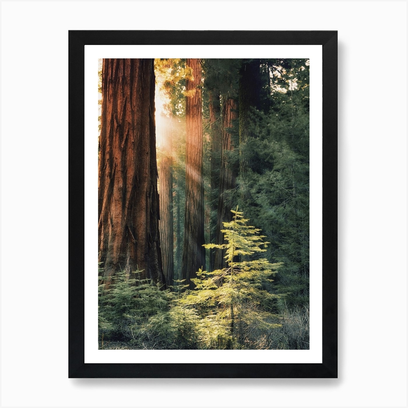 Redwood Forest Scenery Art Print Framed Wall Art Poster Canvas Print Picture
