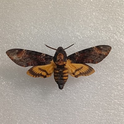 Acherontia atropos, Death's Head Hawk-Moth Specimen, Wings Spread, Insect