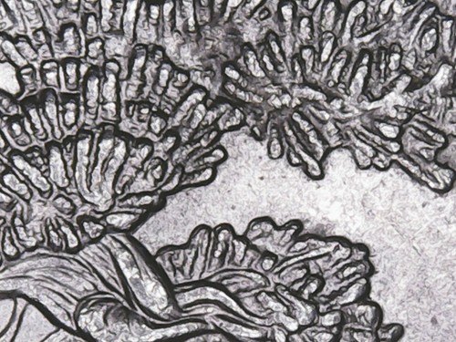 2013_P Nevada Great Basin ATB Quarter WDDR-005 Doubled Die Reverse Mint Error . - Picture 3 of 6