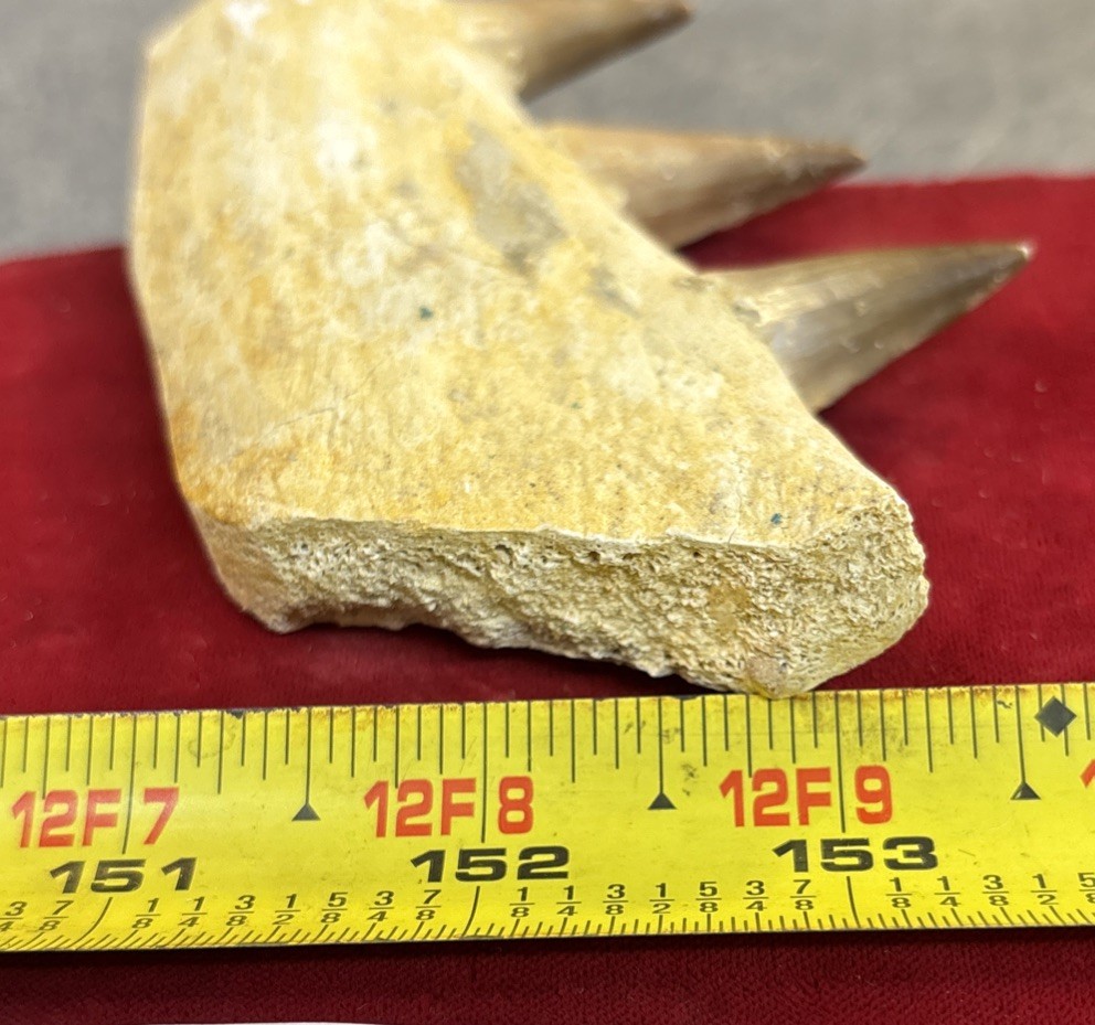 Mosasaurus JAW Bone Fossil with Three Teeth See Video