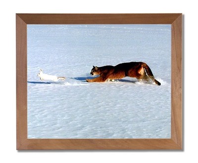 Rabbit Chased by Cougar Cat in Snow Animal Wildlife Wall Picture Honey Framed Ar