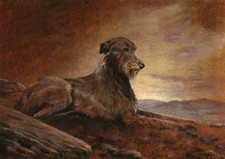 IRISH WOLFHOUND DOG GREETING CARD BEAUTIFUL DOG AT SUNSET NOTE CARD