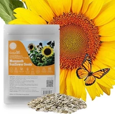Groundio Sunflower Seeds to Plant, 1 OZ, Grow Giant Mammoth Sunflower in Your Ga