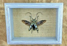 Framed Beetle Display Celebiana curiosities Entomology Taxidermy