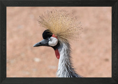 Gekrönter Kranich auf Safari Gerahmtes Wandbild Poster Leinwanddruck Bild