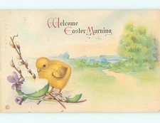 Divided-Back easter CHICK LOOKS INTO EMPTY EGG SHELL : : make an offer r3490