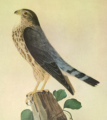 John James Audubon Birds PIGEON HAWK Vintage Art Book Plate 156