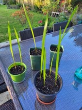 Date palm tree, live seedling