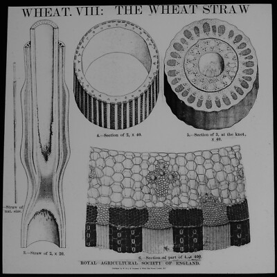 WHEAT FARMING NO17 C1890 Magic Lantern Slide ROYAL AGRICULTURAL SOCIETY ENGLAND 