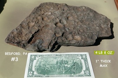 FOSSIL Rock / Shells / Corals / Crinoid / Brachiopods / Bedford, PA / Devonian 
