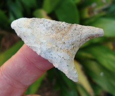 Sharp 1 3/4 DALTON Georgia Florida Arrowhead ...