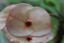 funnflowers