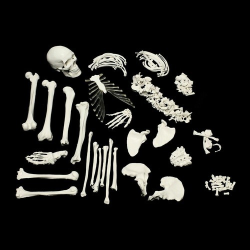 Human Skeleton Anatomical Model up to 180cm Medical Anatomy w/ or w/o MUSCLES - Picture 87 of 97